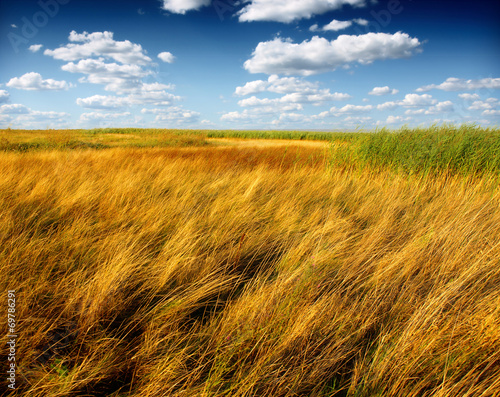 Beautiful landscape covered with golden summer grass