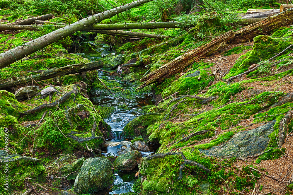 The primeval forest with the creek - HDR The primeval forest with the creek - HDR