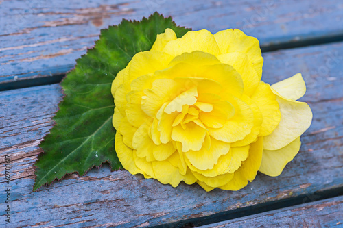 Fototapeta Naklejka Na Ścianę i Meble -  Garden Begonia flower