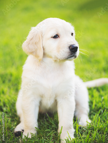 Golden Retriever Puppy