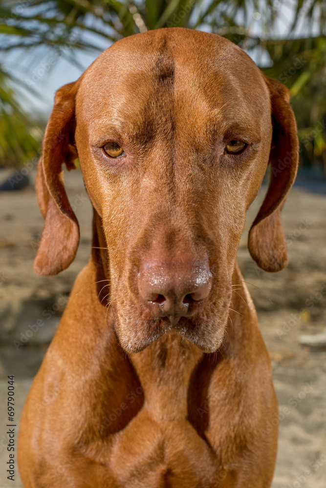golden dog portrait