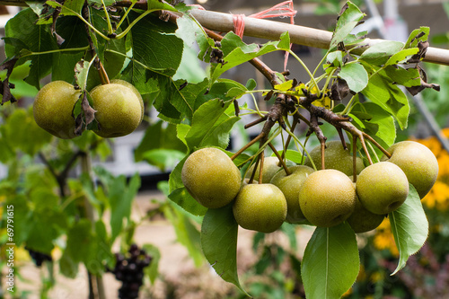 Asian pears fruit on a tree