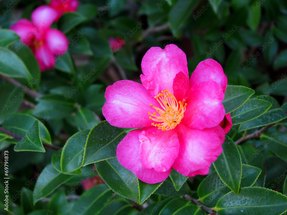 Obraz premium Pink Rose Flower with Yellow Stamen San Diego California