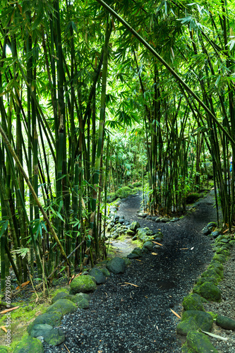 Path in the jungle