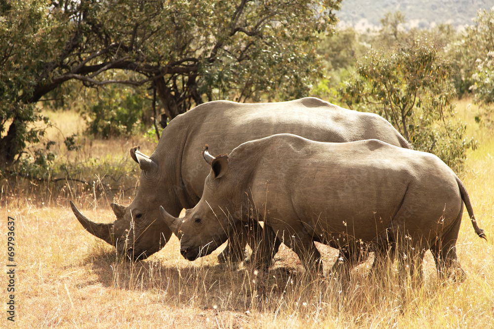Rhinos on the Masai Mara in Africa