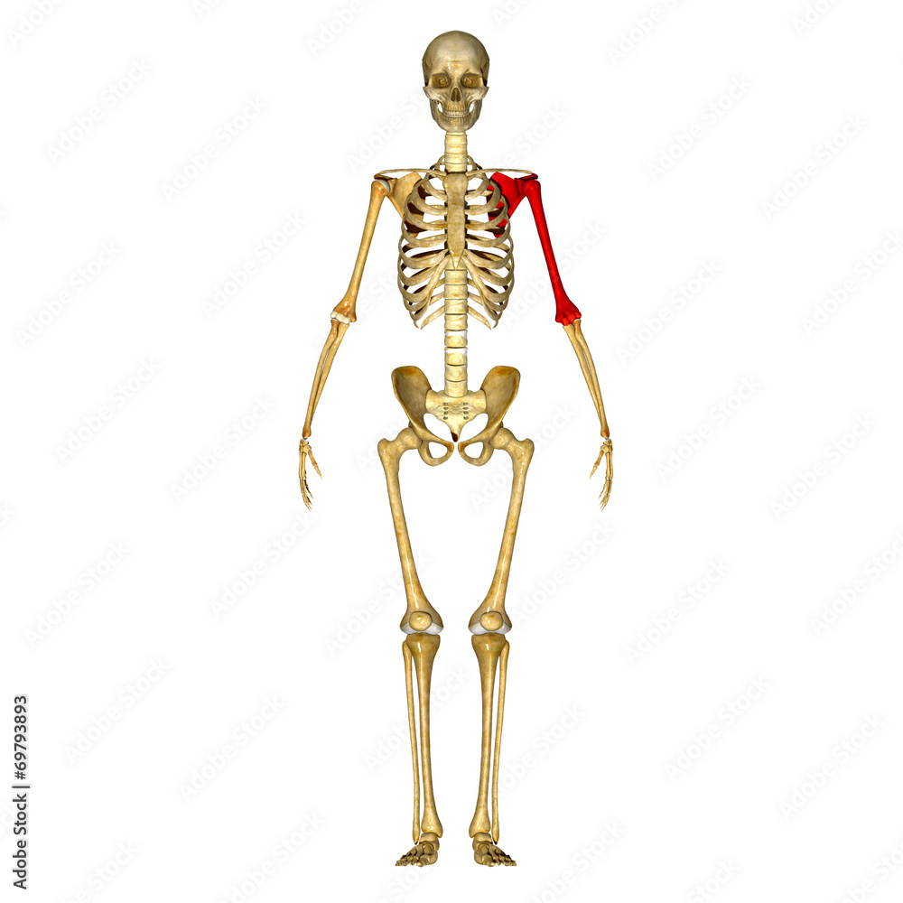 Shoulder joint Shoulder joint