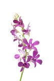 Purple orchid plants