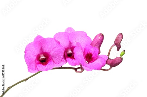 Pink orchid plants