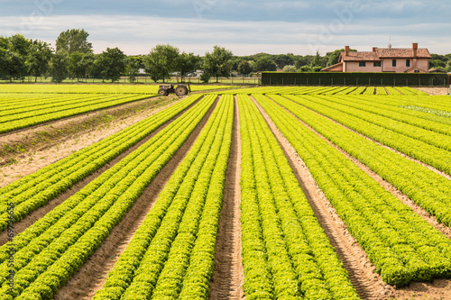 Campo di insalata 2