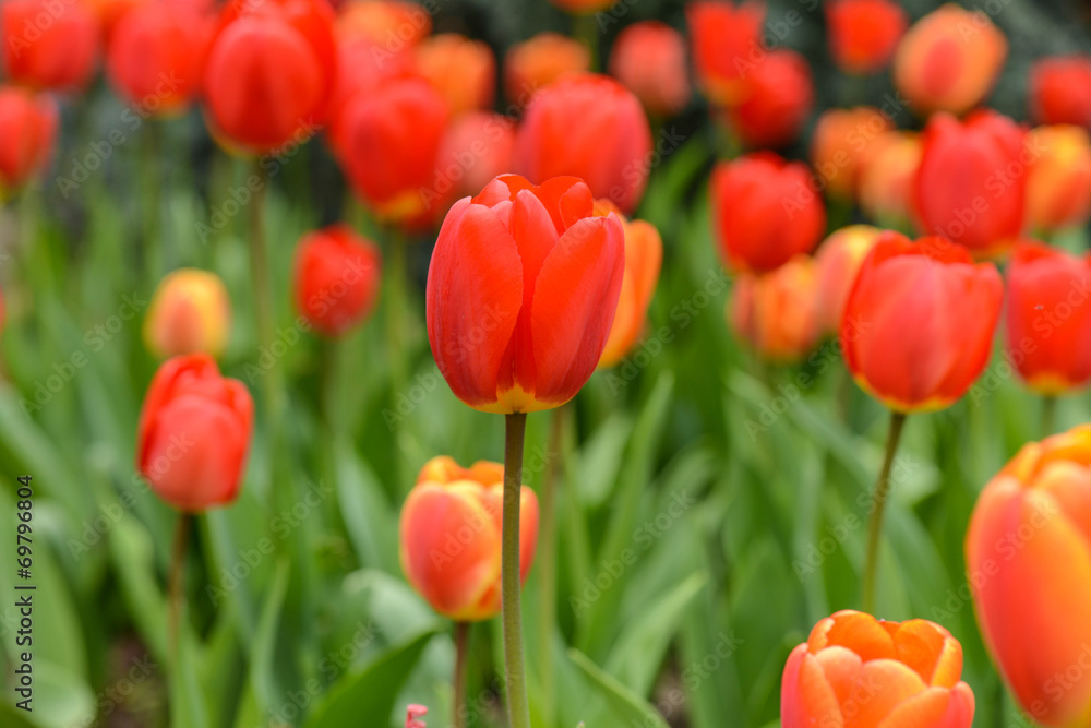 Red and Orange Tulip in Spring Red and Orange Tulip in Spring