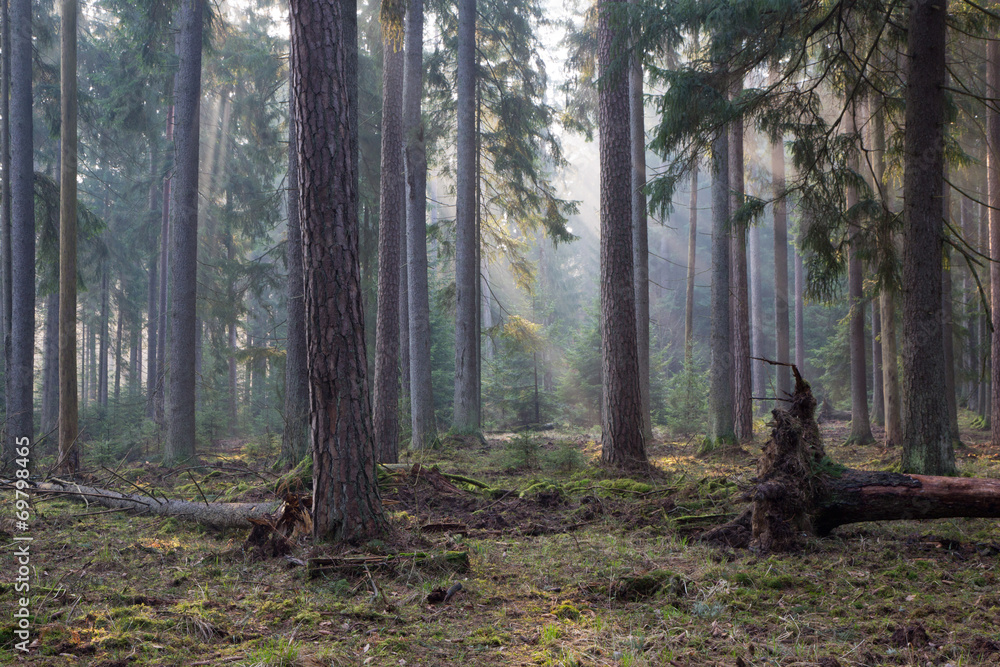 Fototapeta premium Coniferous stand of Bialowieza Forest in morning