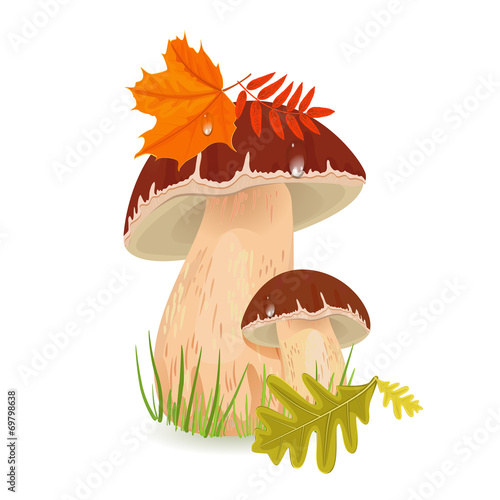 Edible mushroom porcini for you design