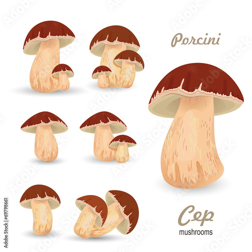 Edible mushroom porcini