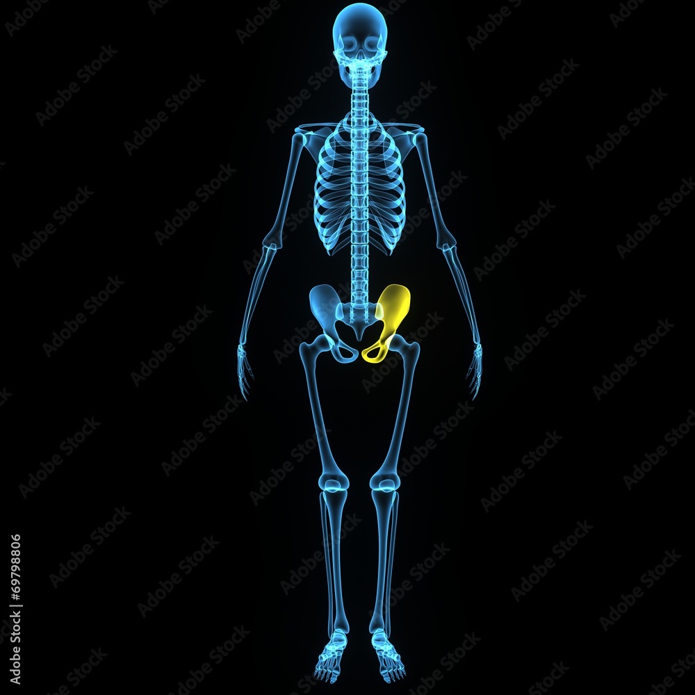 Pelvic_Left blue Pelvic_Left blue