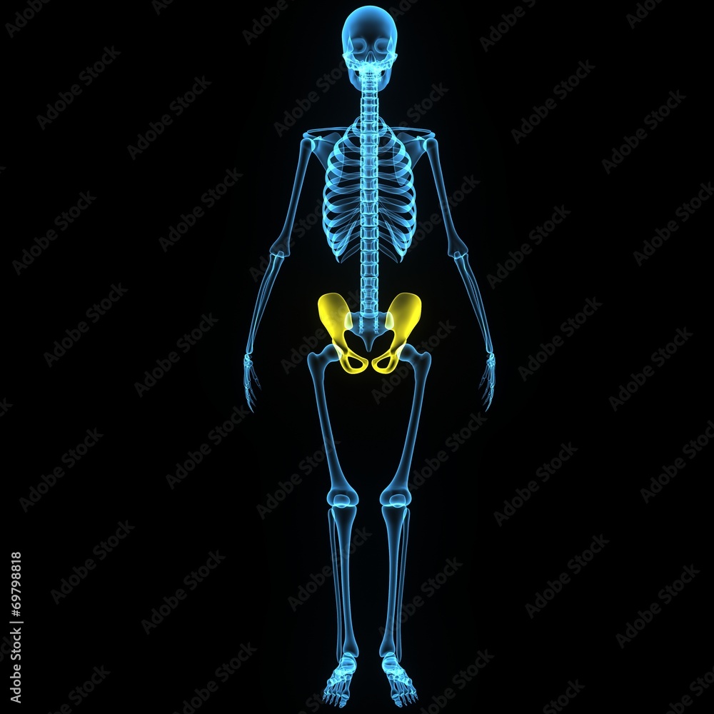 Pelvic hip blue Pelvic hip blue