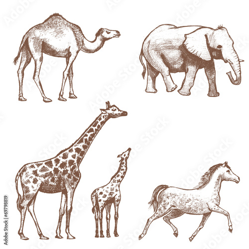 collection of picture pencil with animals