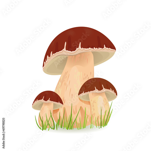 Edible mushroom porcini for you design