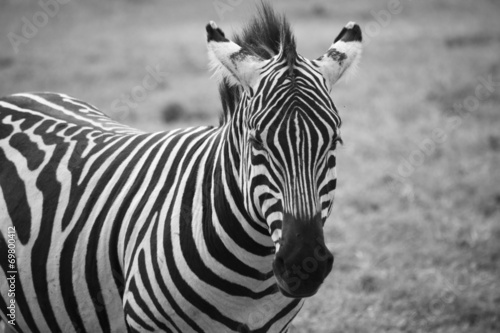 Zebre dans le Bush du Maasaï Mara