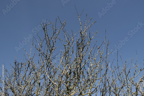 blackthorn tree branches