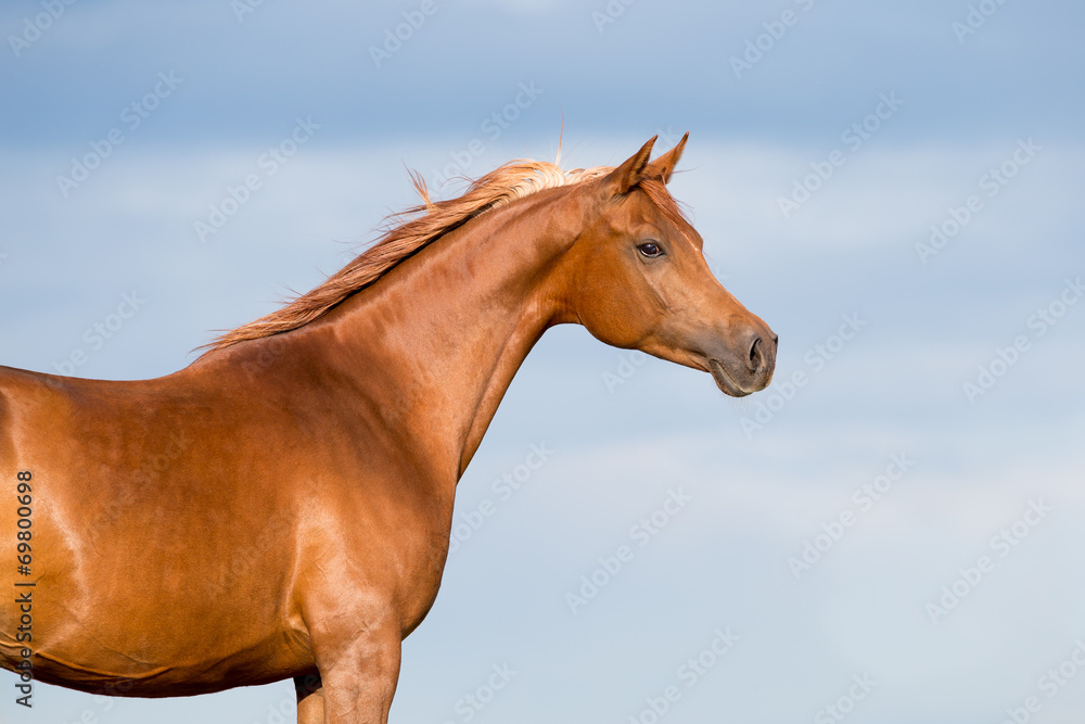 Chestnut horse head on blue sky with clouds.