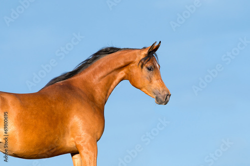 Bay horse head on blue background, Arabian mare.