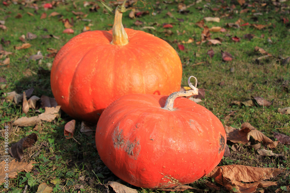 Courge Courge