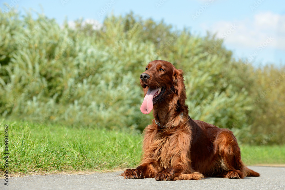 irish red setter