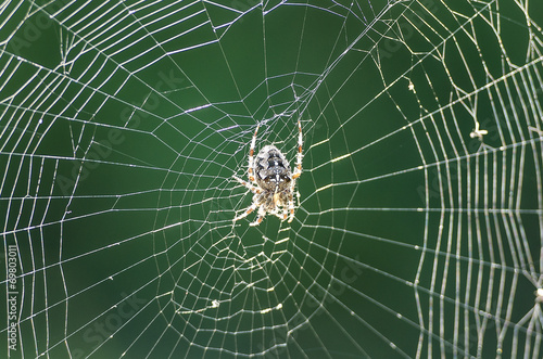 Spinnennetz mit Kreuzspinne