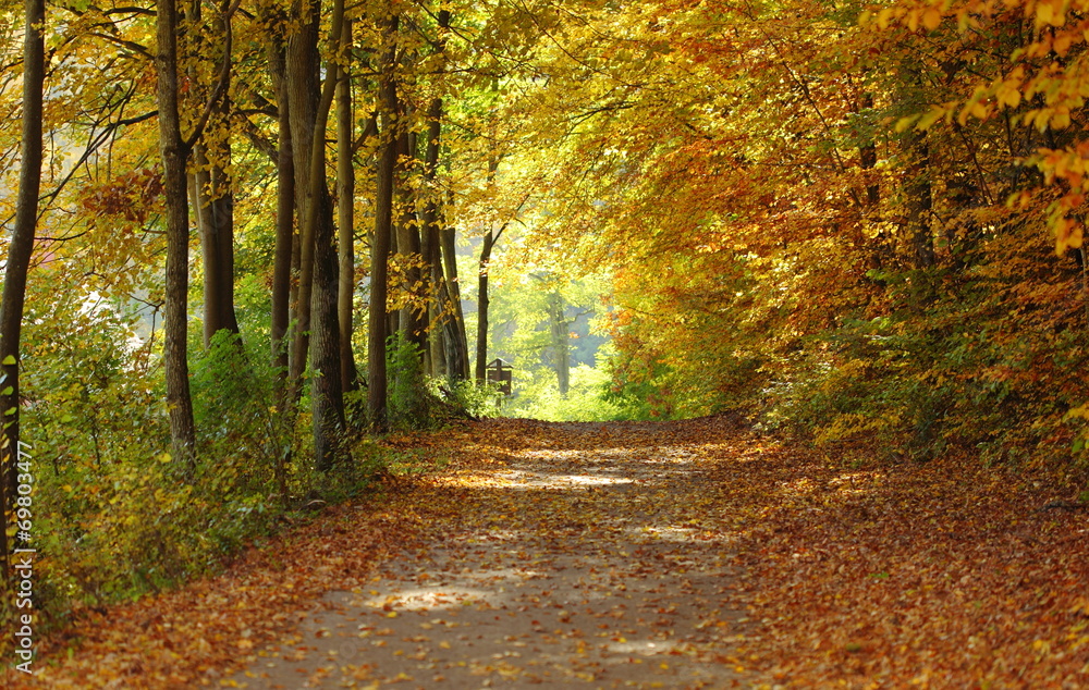 Landscape, view of path in autumnal park Landscape, view of path in autumnal park