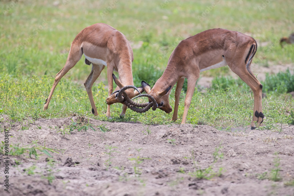 Two male impala fight in for the herd with best territory Two male impala fight in for the herd with best territory