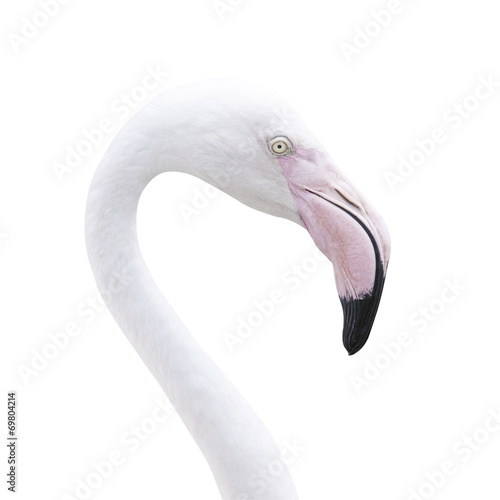 Head flamingo isolated on white background with clipping path.