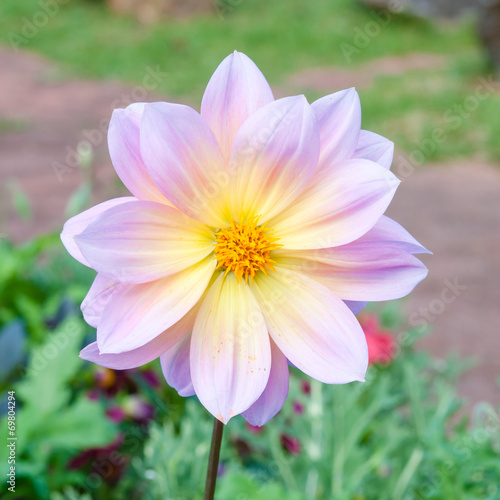 Close-up View of a Dahlia Flower in the garden