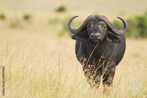 female cape buffalo photo