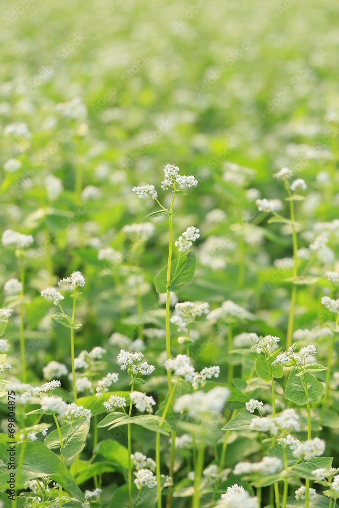 蕎麦の花畑 蕎麦の花畑