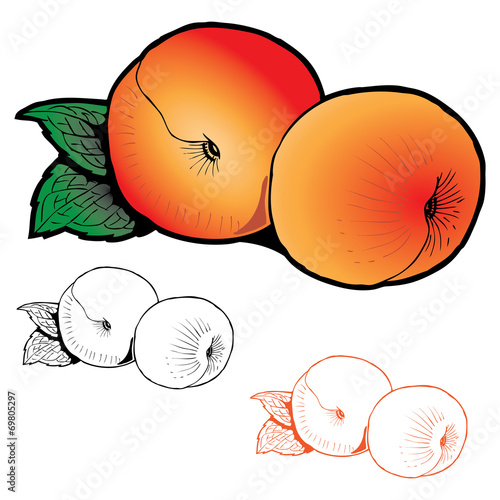 Two peaches with leaves of different styles