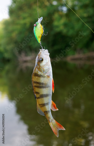 Small perch caught on a crank bait