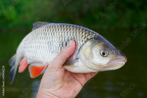 Fototapeta Naklejka Na Ścianę i Meble -  Big chub in fisherman's hand