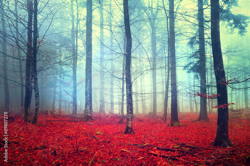 Fantasy autumn forest scene