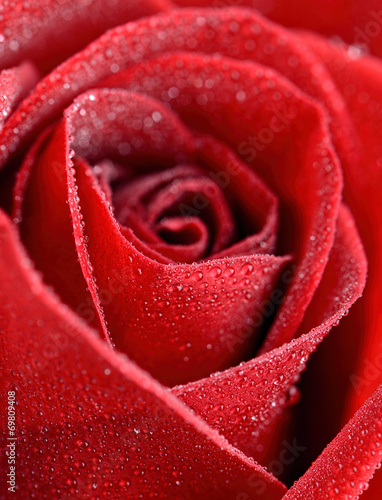 Fototapeta Naklejka Na Ścianę i Meble -  Zbliżenie kwiatu róży