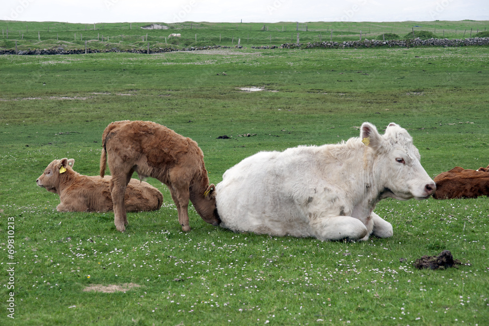 Fototapeta premium calves and mother resting on the green grass