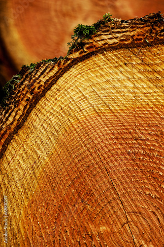 Holzscheibe mit Jahresringen