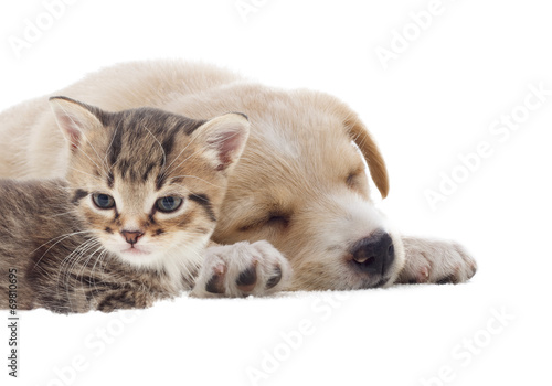 beige puppy and kitten sleeping