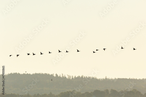 Mallards ducks flying