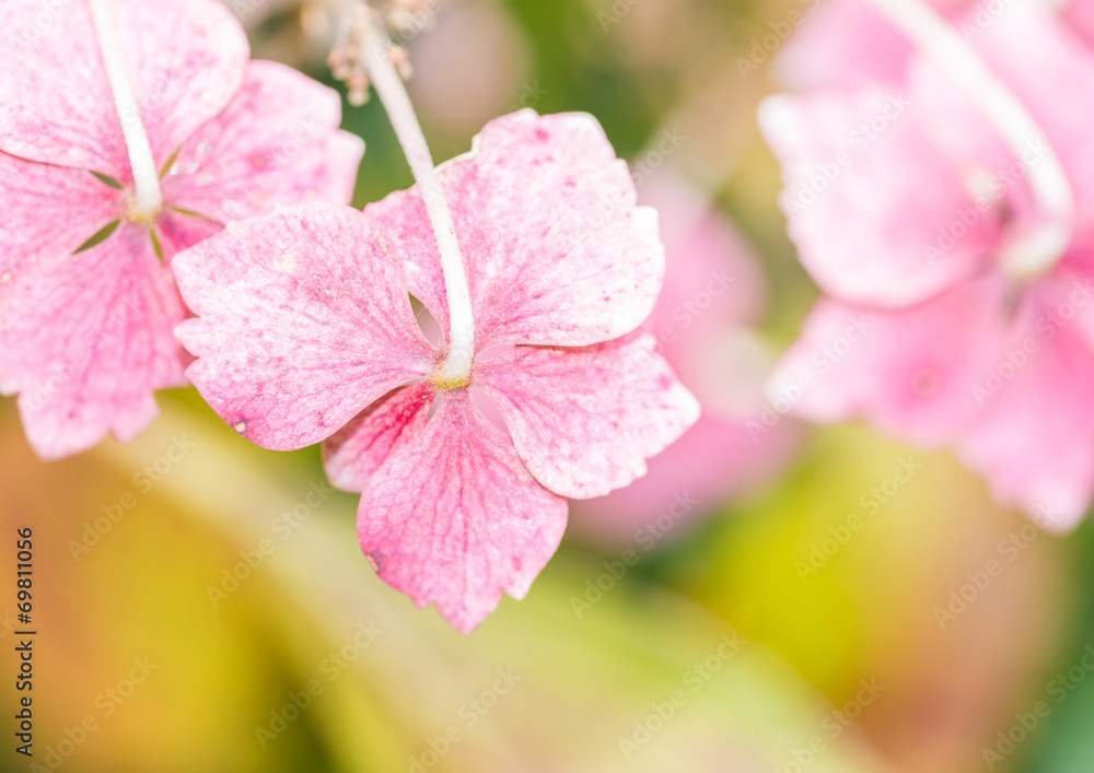 Obraz premium Bright Bracts