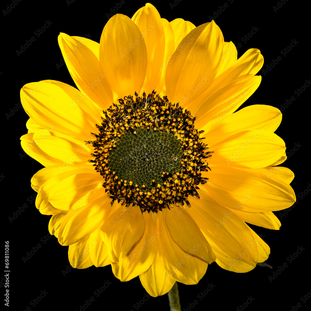Naklejka premium Yellow Awakening