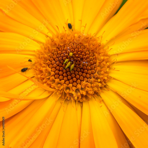 Calendula Interest