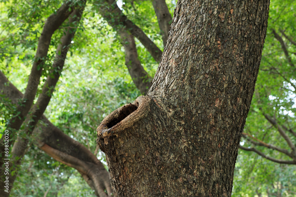 Fototapeta premium Hole of tree.
