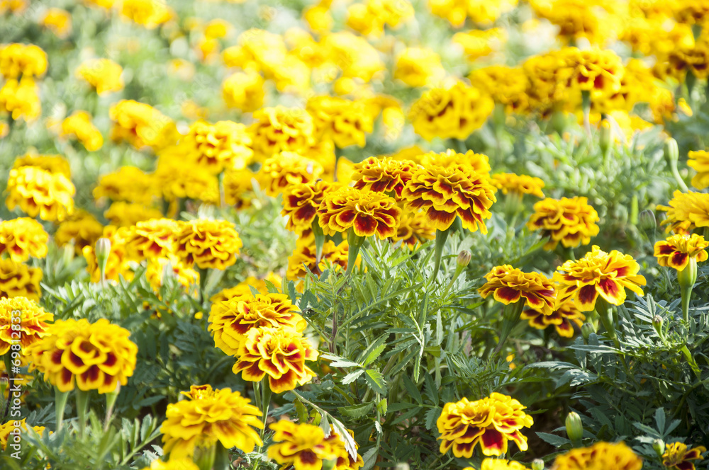 Plant of yellow flower Plant of yellow flower