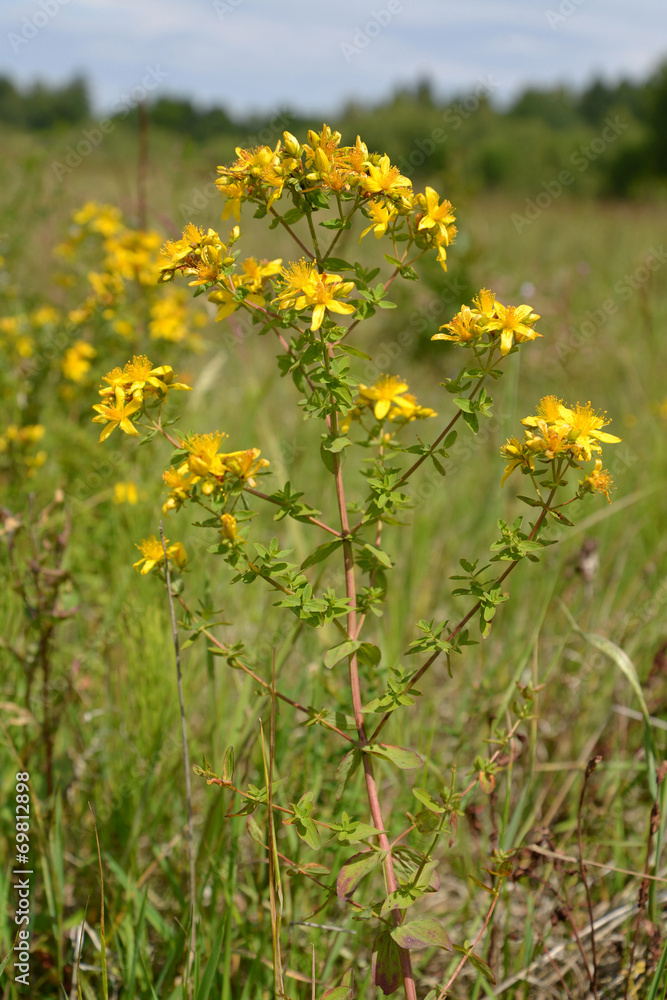 Blossoming St. John's Wort made a hole (Hypericum perforatum)