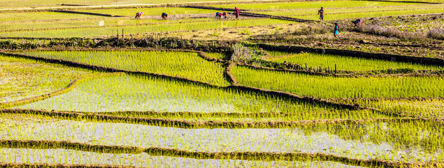 Handdoek met foto Nepal Groene rijstvelden in Nepal  © anando.a